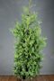 Thuja-Brabant-Klump-200-225