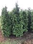 Thuja-Brabant-Klump-250-300