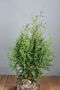 Thuja-Brabant-Klump-80-100