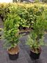 Thuja-Brabant-Kruka-100-125