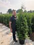 Thuja-Brabant-Kruka-150-175