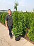 Thuja-Brabant-Kruka-175-200