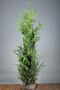 Thuja-Excelsa-Klump-125-150
