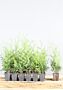 Thuja-Excelsa-Klump-25-30