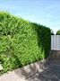 Thuja-Martin-ALG HAAG