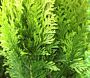 Thuja-Martin-ALG INZ