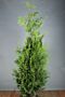 Thuja-Martin-Klump-175-200