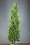 Thuja-Martin-Klump-200-225
