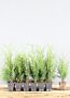 Thuja-Martin-Klump-25-30