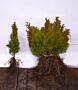 Thuja-Smaragd-Barrotad-30-40