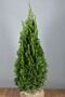Thuja-Smaragd-Klump-100-125