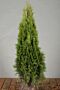 Thuja-Smaragd-Klump-60-80