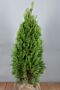 Thuja-Smaragd-Klump-80-100