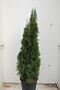 Thuja-Smaragd-Kruka-150-175