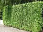 Riesenlebensbaum Atrovirens - Hecke kaufen - Thuja plicata Atrovirens