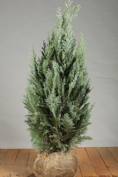 Blå-Cypress-Klump-80-100