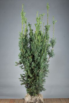 Hybrididegran-Hicksii-Klump-150-175