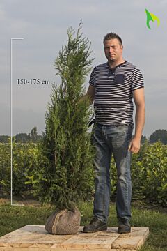 Thuja-Atrovirens-Klump-150-175